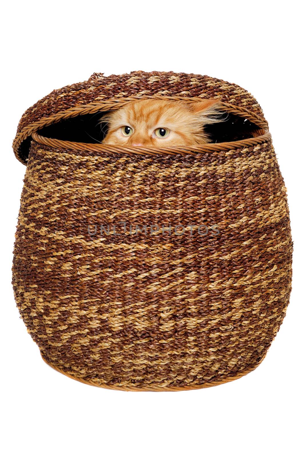 Cat is hiding in a basket. Isolated on a clean white background.