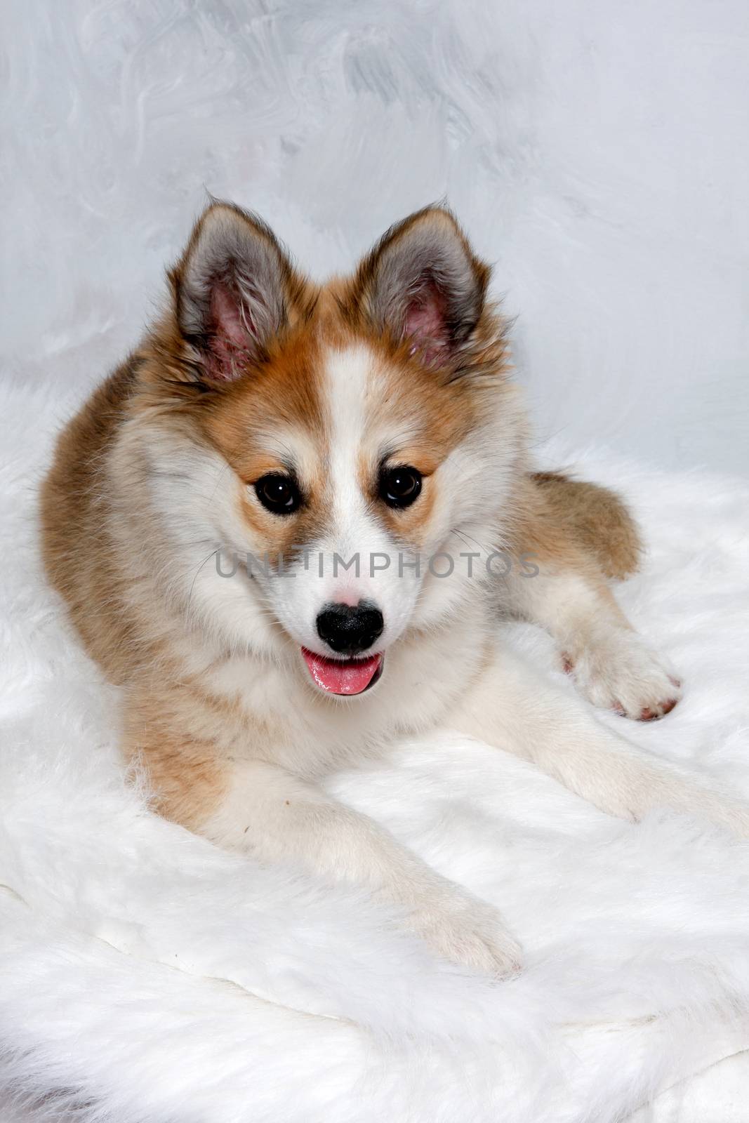 Norwegian lundhund dog is resting and is looking in the camara. Some people also call it a Norwegian Puffin Dog.