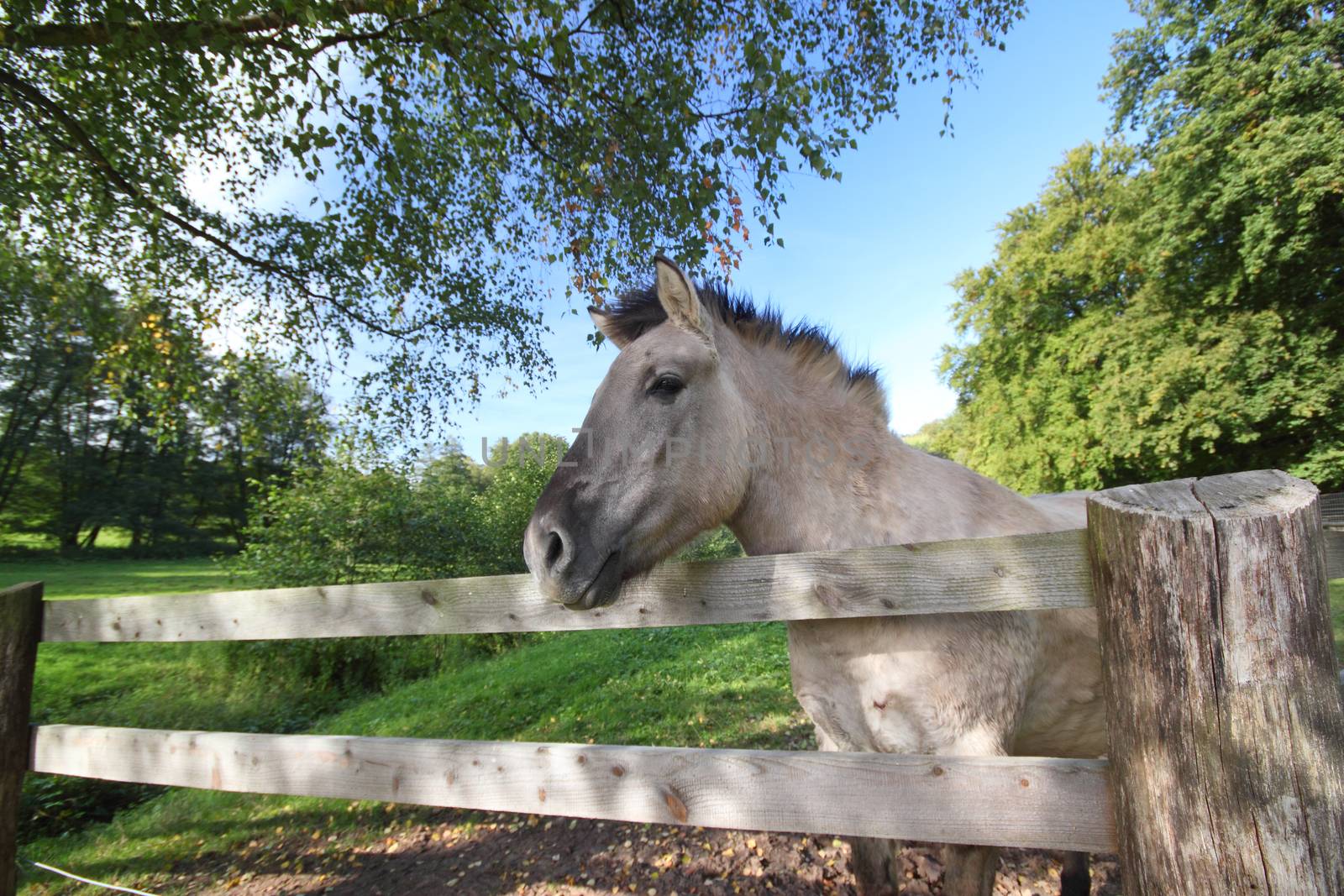 a tarpan horse looking over a wooden fence