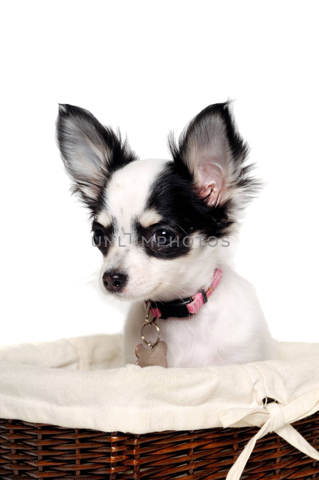 Chihuahua dog is sitting in a basket. Isolated on a white background.