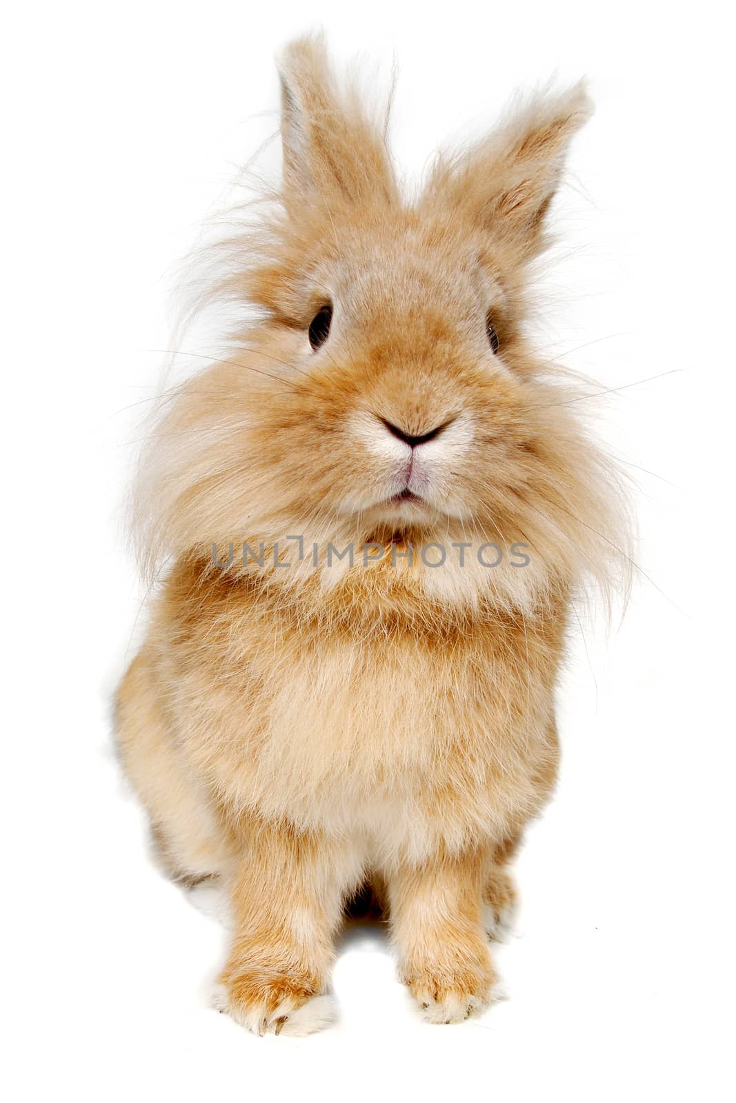 Rabbit isolated on white background by cfoto