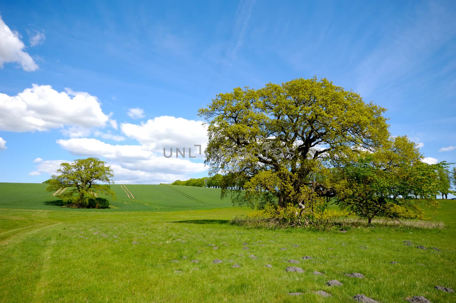 Landscape with a tree on a hill. The sky is blue with white clouds.