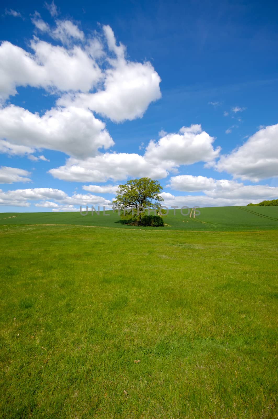 Landscape with a tree on a hill. The sky is blue with white clouds.