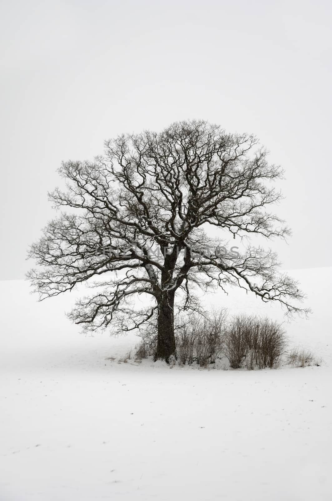 Tree on hill at winter by cfoto
