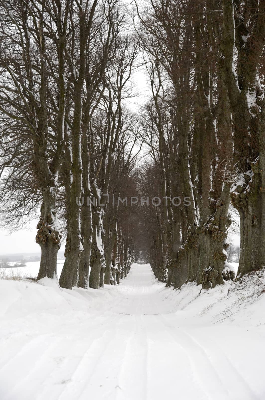 Pathway at winter by cfoto