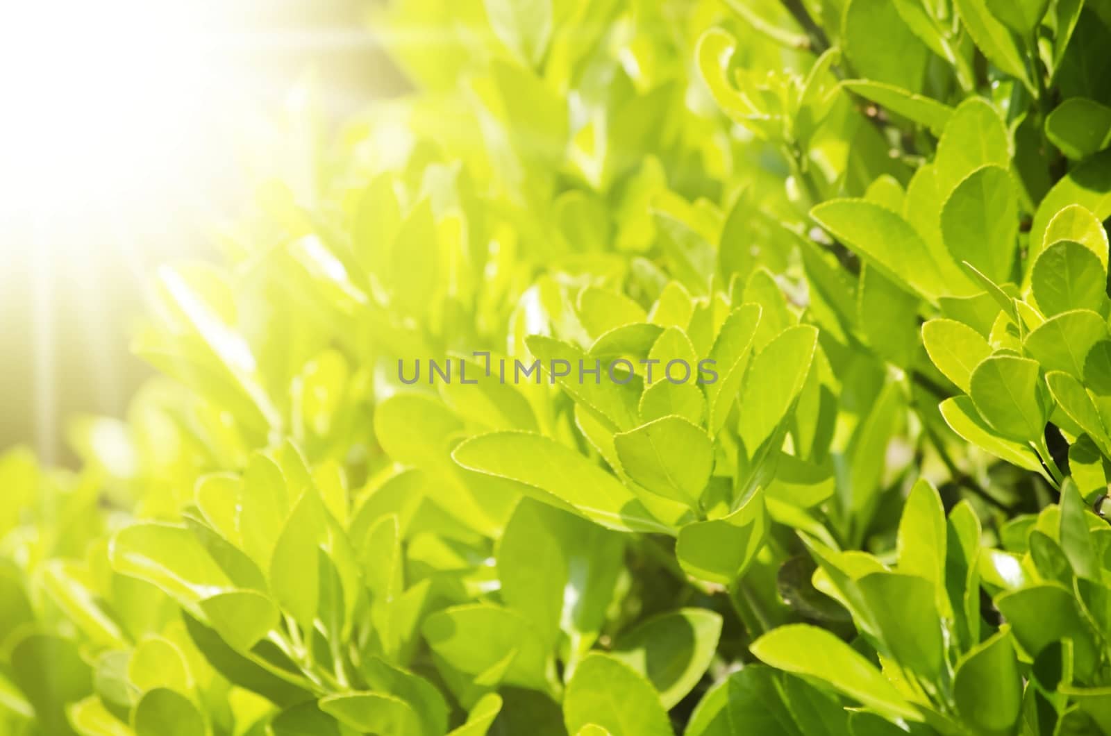 Abstract Spring Green Leaves Sunny Vitality Background