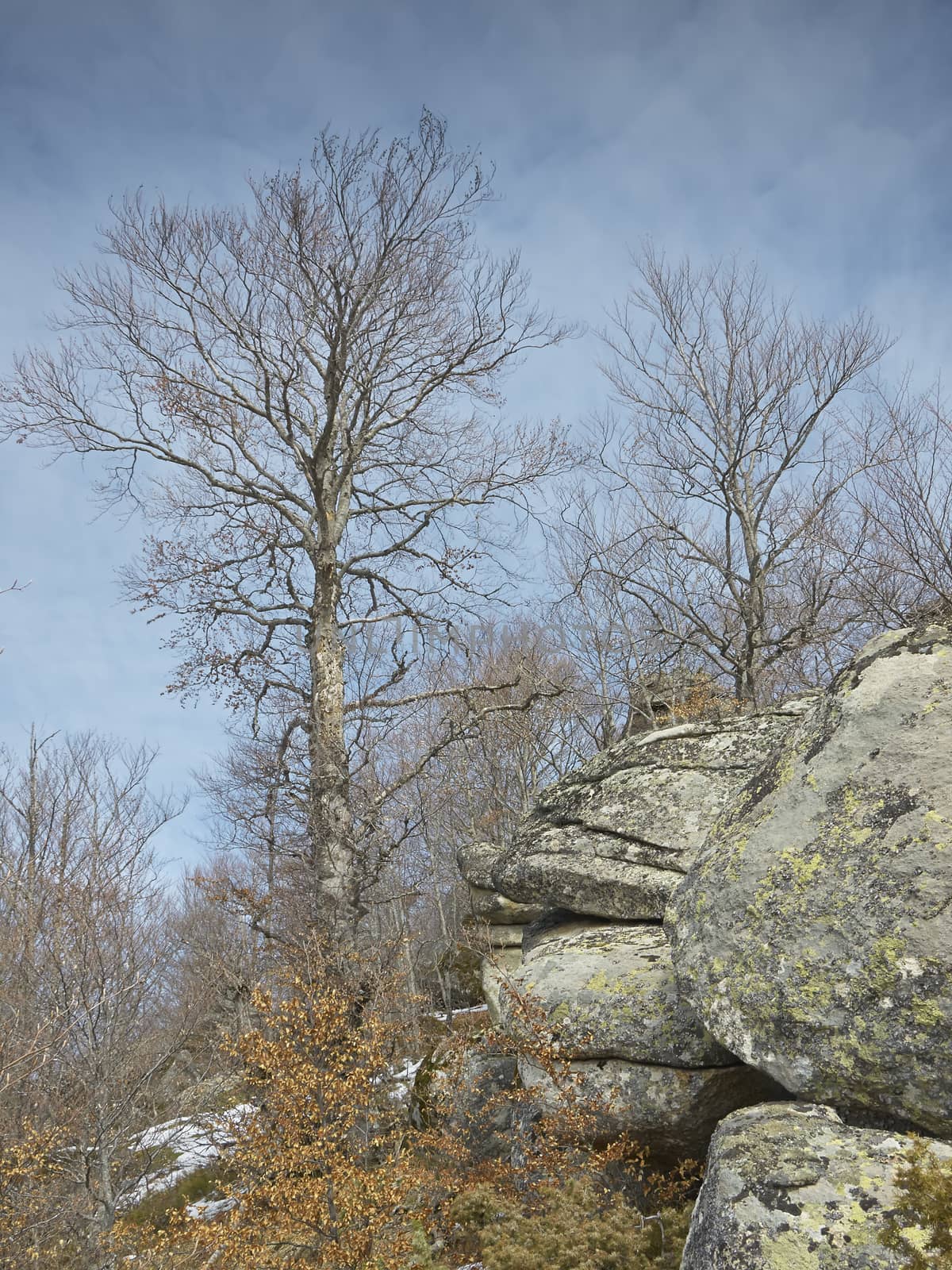 trees and stones with lichen in mountain Karadzica