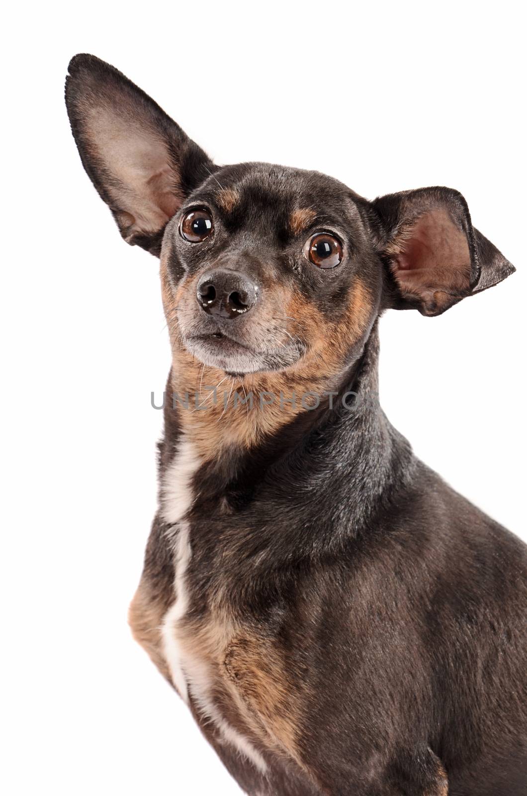 Close-up portrait of a chihuahua dog on a white background