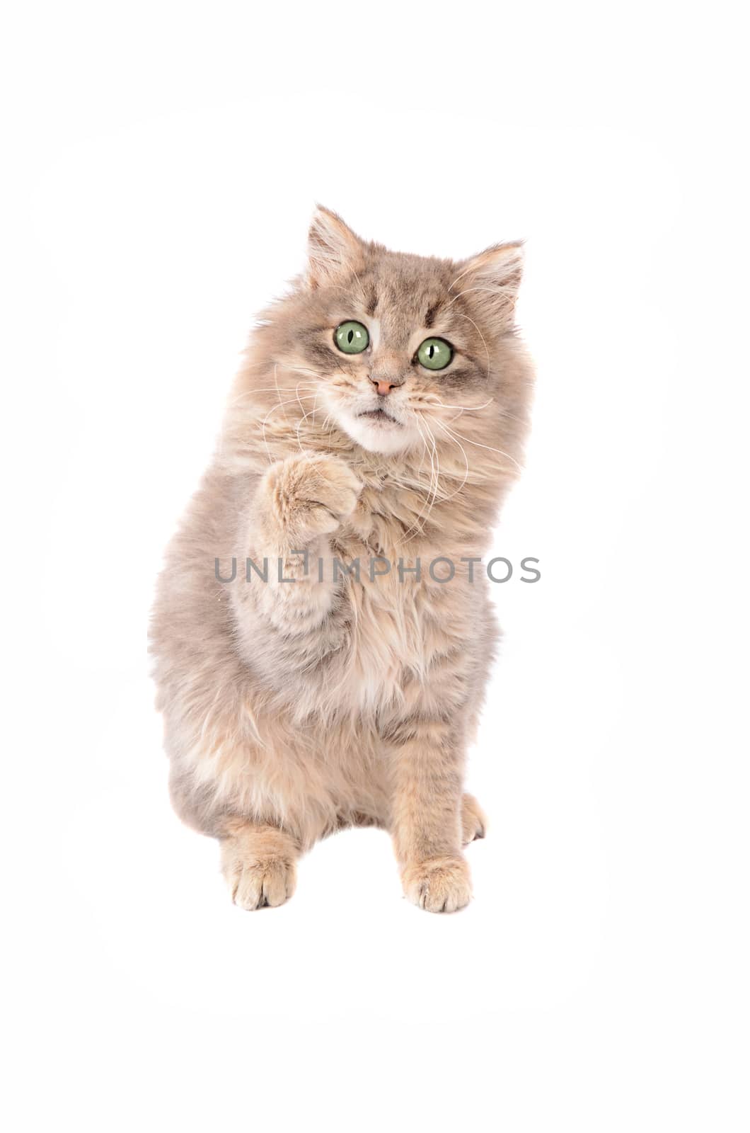 Adorable kitten on a white background with a raised paw