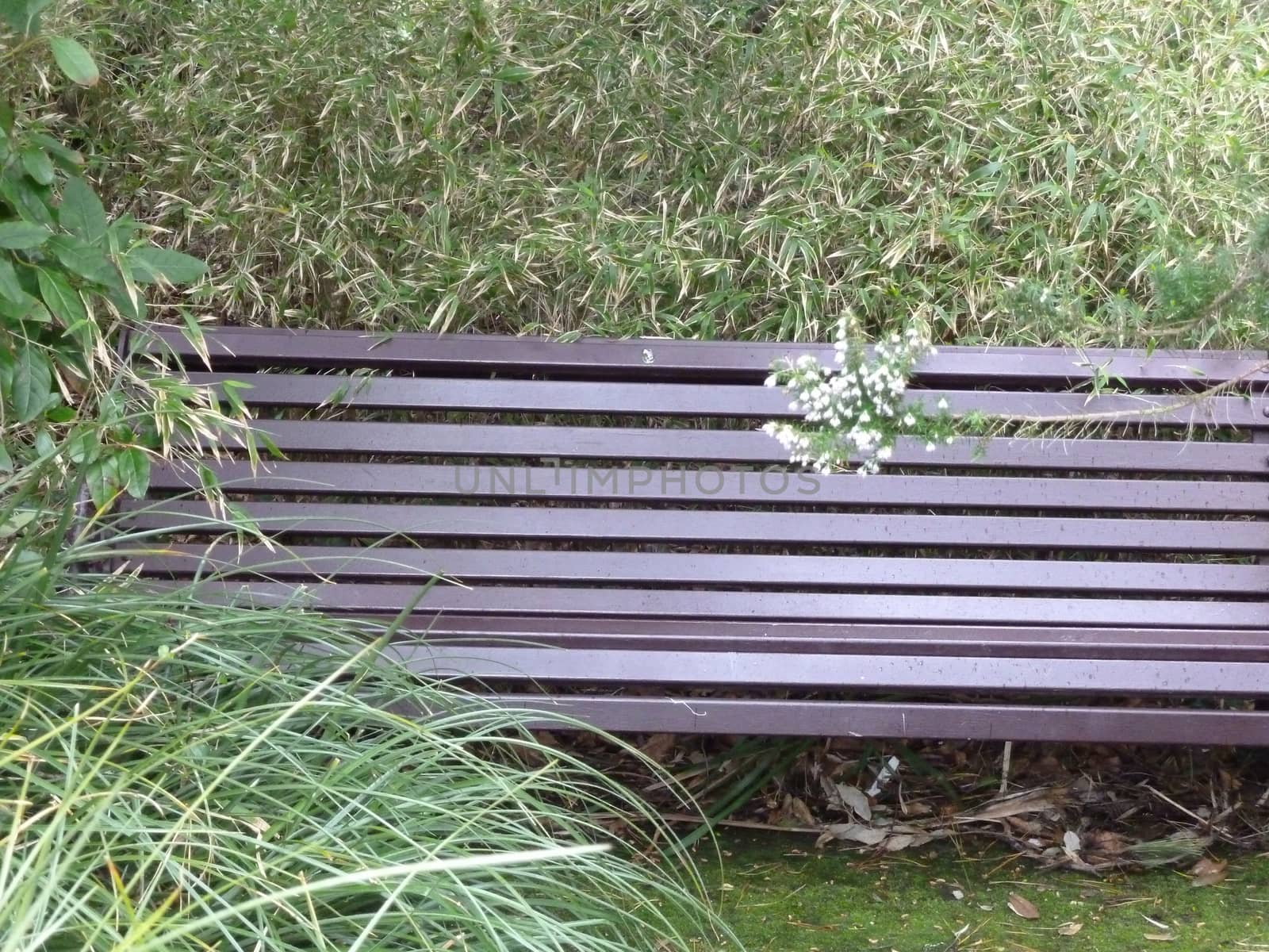 Park bench partly hidden with foliage