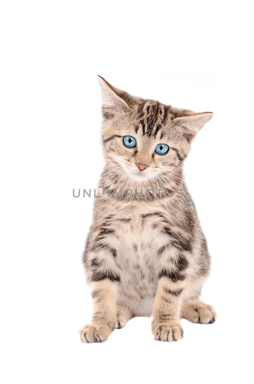 sad tabby kitten with blue eyes sitting on white background