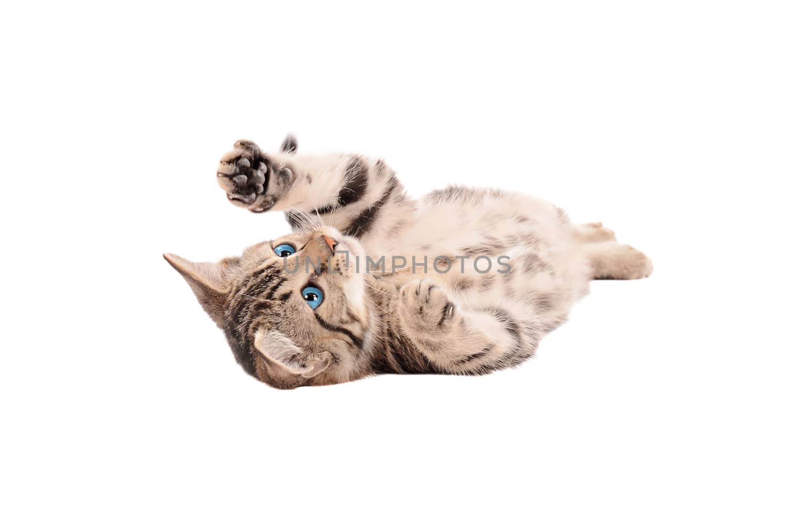 Adorable tabby kitten with blue eyes laying on its back on a white background