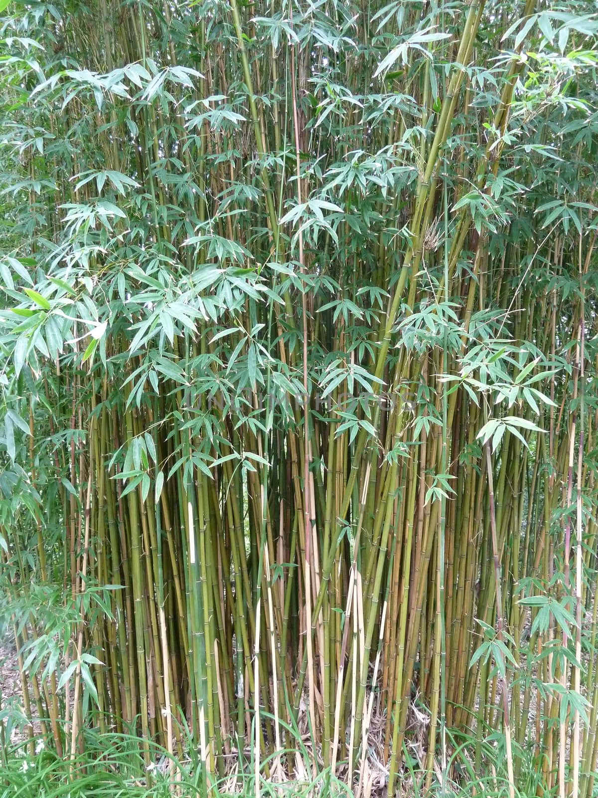 Bright green bamboo leaves with brown and green stalks