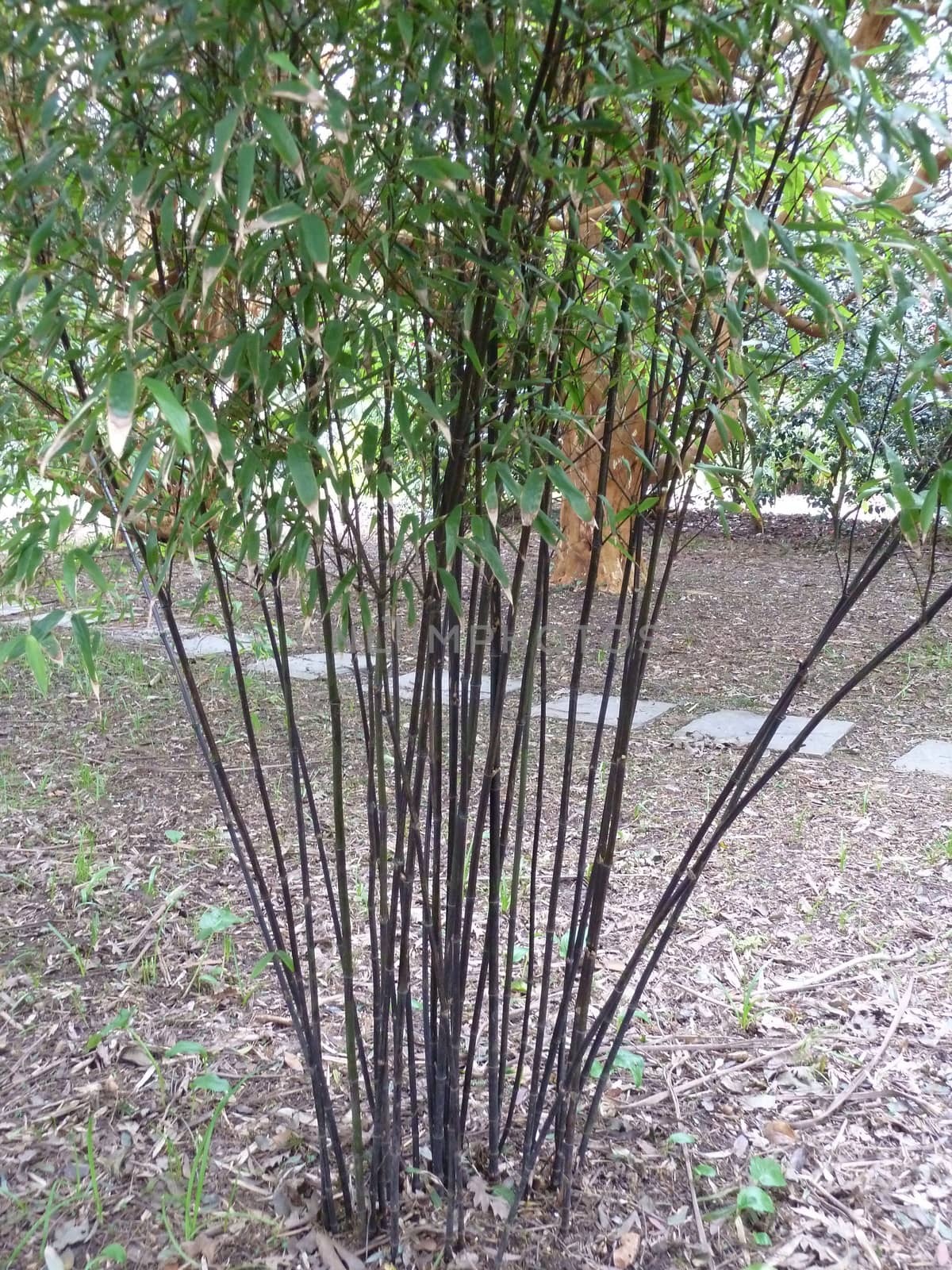 Small clump of black bamboo with green leaves