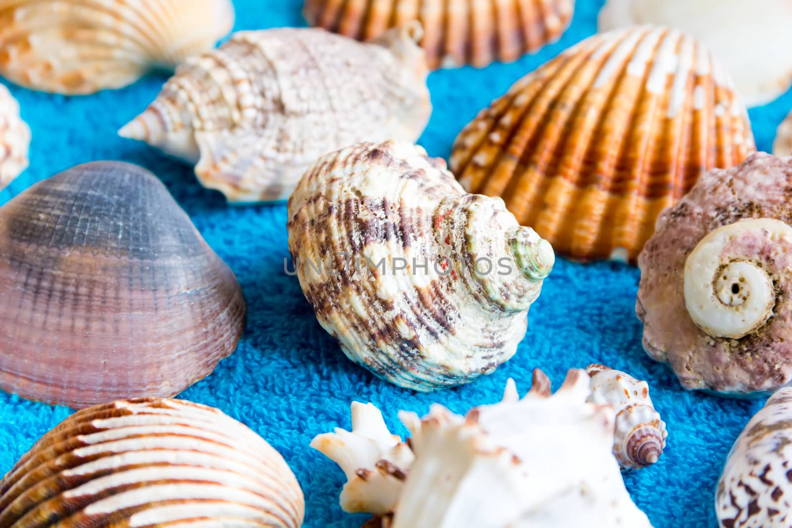 Photo of lot seashells on color towel