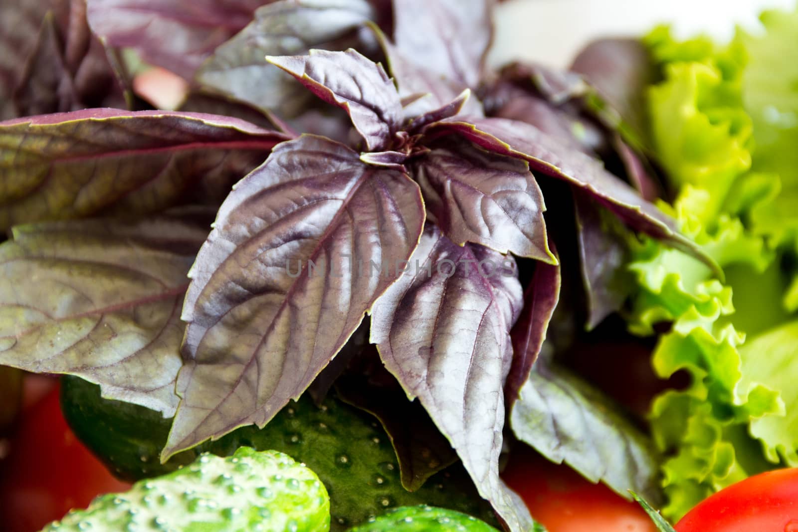 Photo of fresh basil foliage with salad