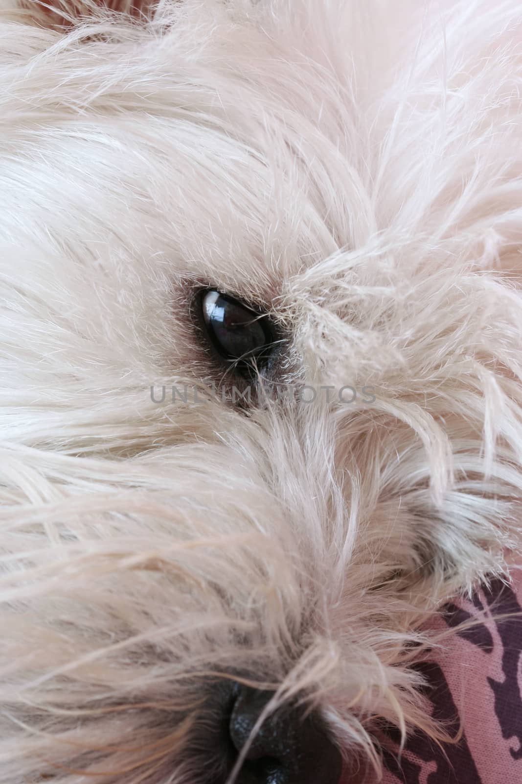 Close-up of westie dog face .