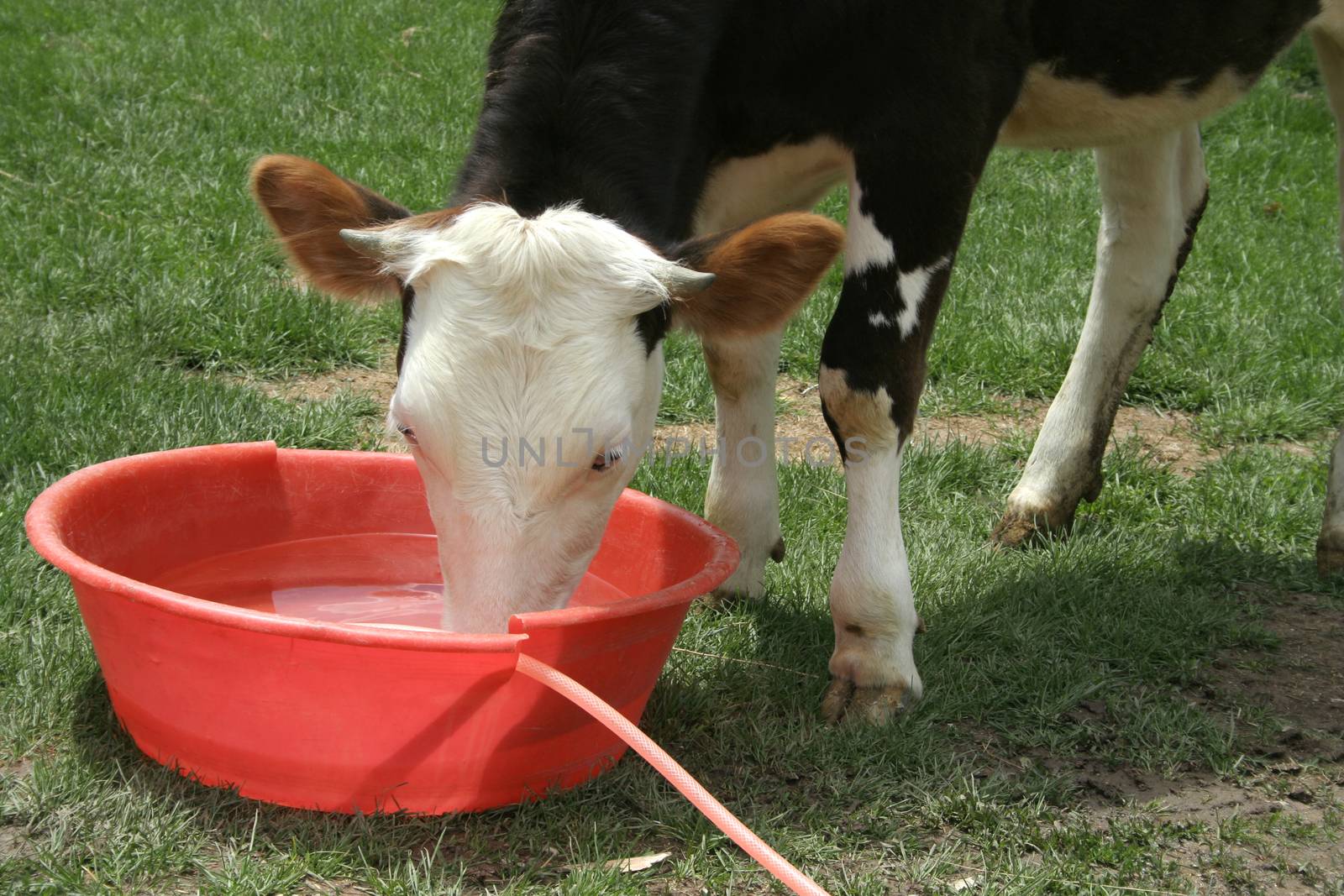 Cow drinking water