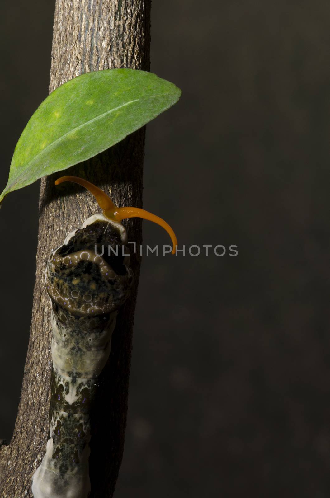 Orange Dog Caterpillar by rodrigobellizzi