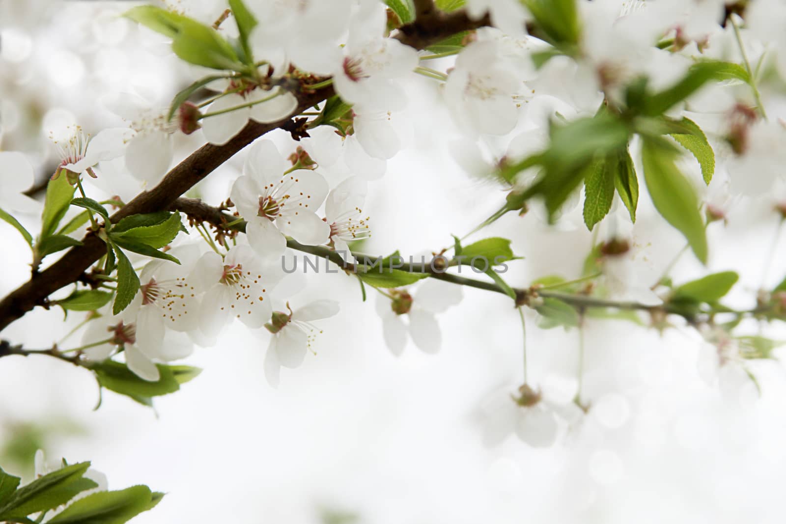Spring cherry blossom branch by Angel_a