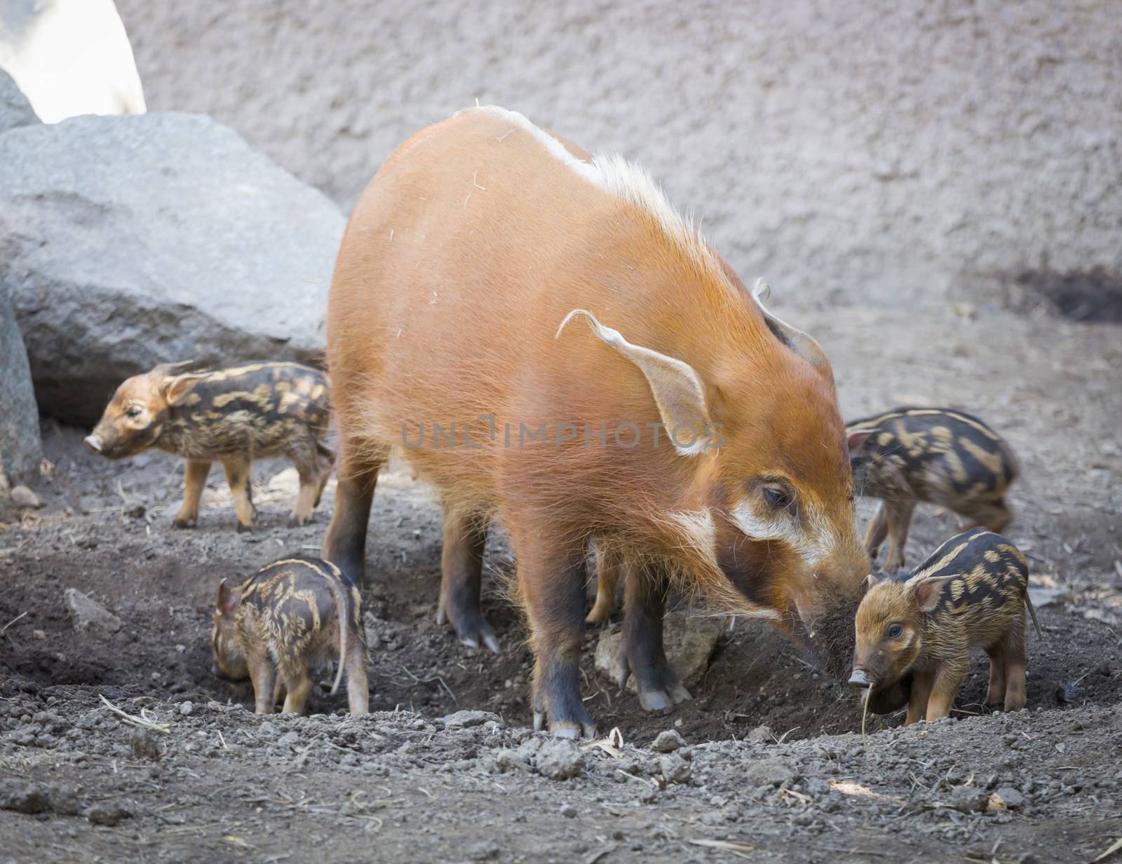 Visayan Warty Piglet with Mother in the Dirt.