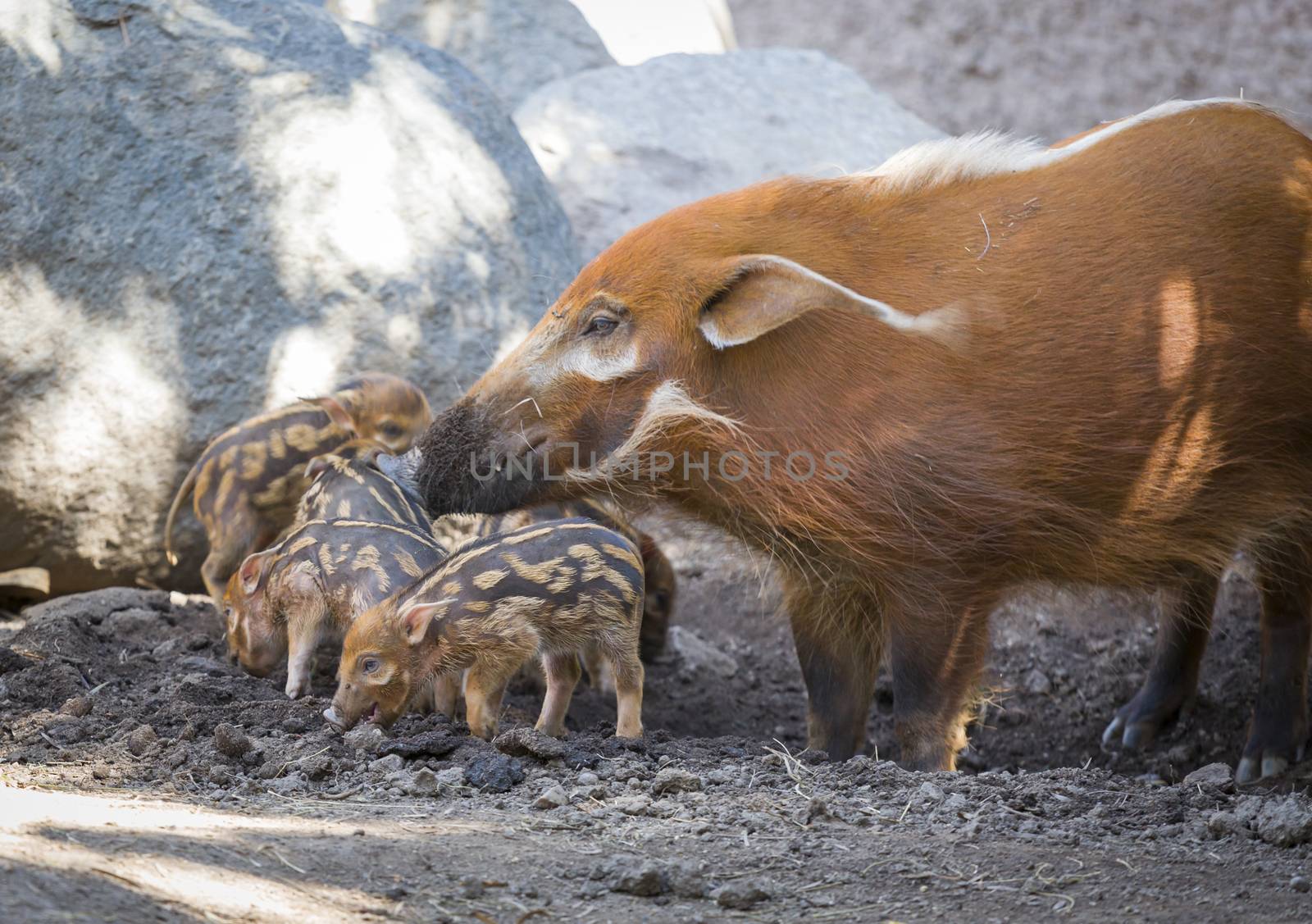 Visayan Warty Piglet with Mother by Feverpitched