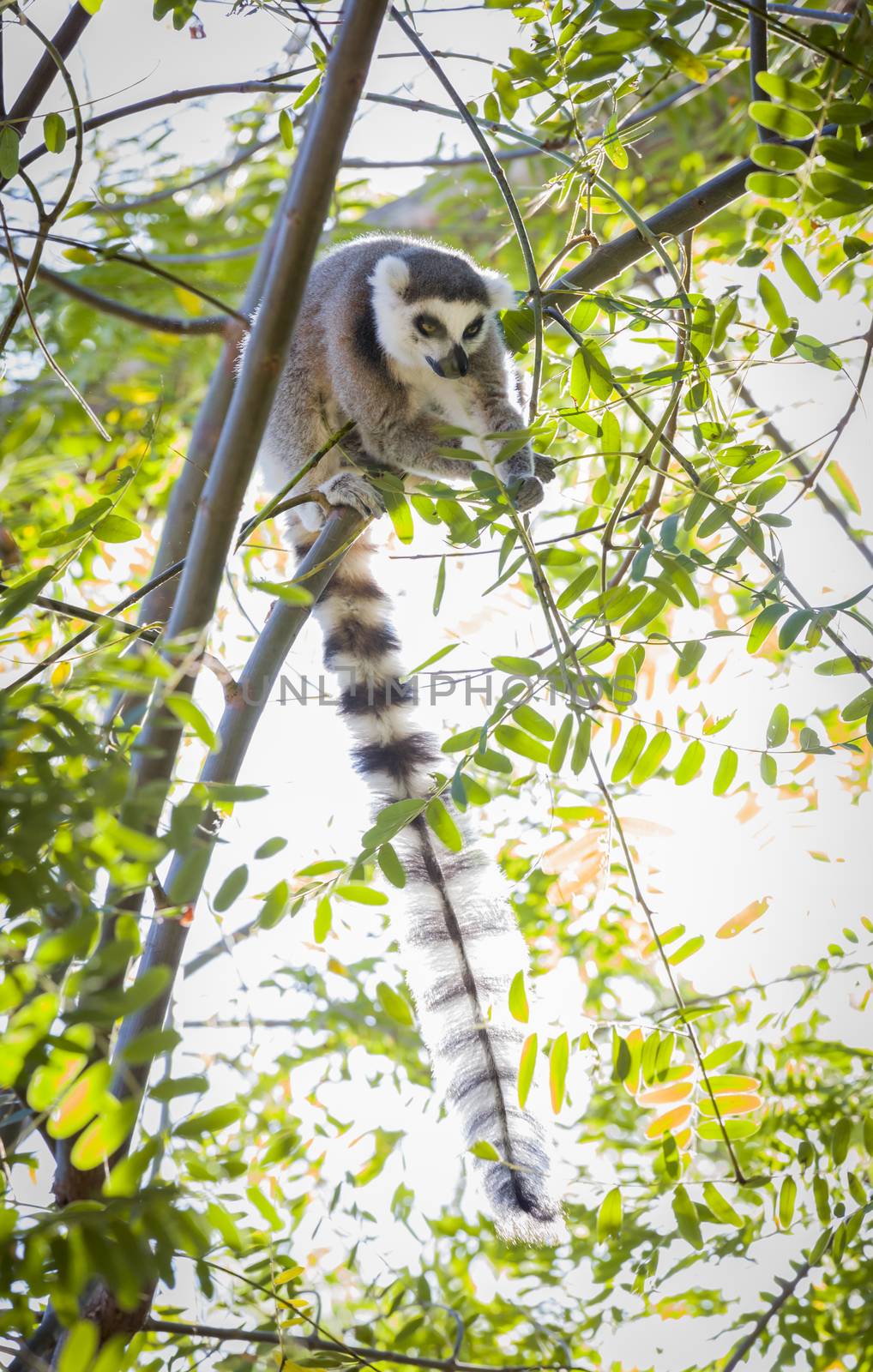 The Rare Lemur Feeding up in the Trees.