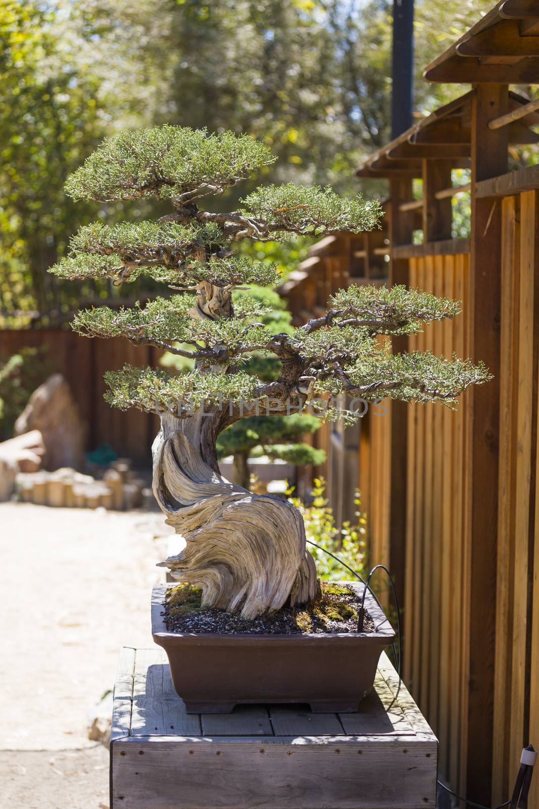 California Juniper Bonsai Tree on Display outside.