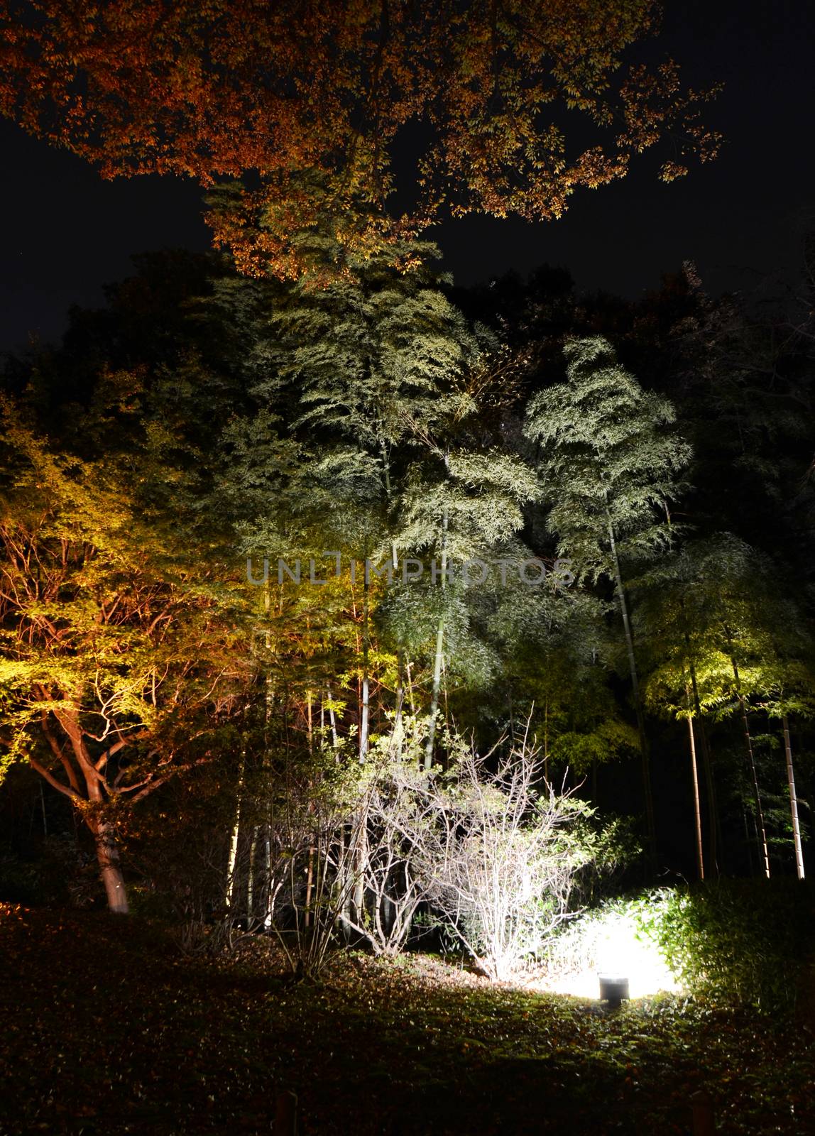 Seasonal illuminations at Rikugien Garden by siraanamwong