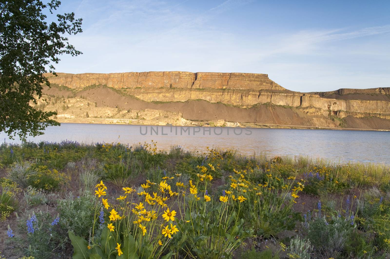 Flowers somehow grow out of the dry ground in Eastern Washington