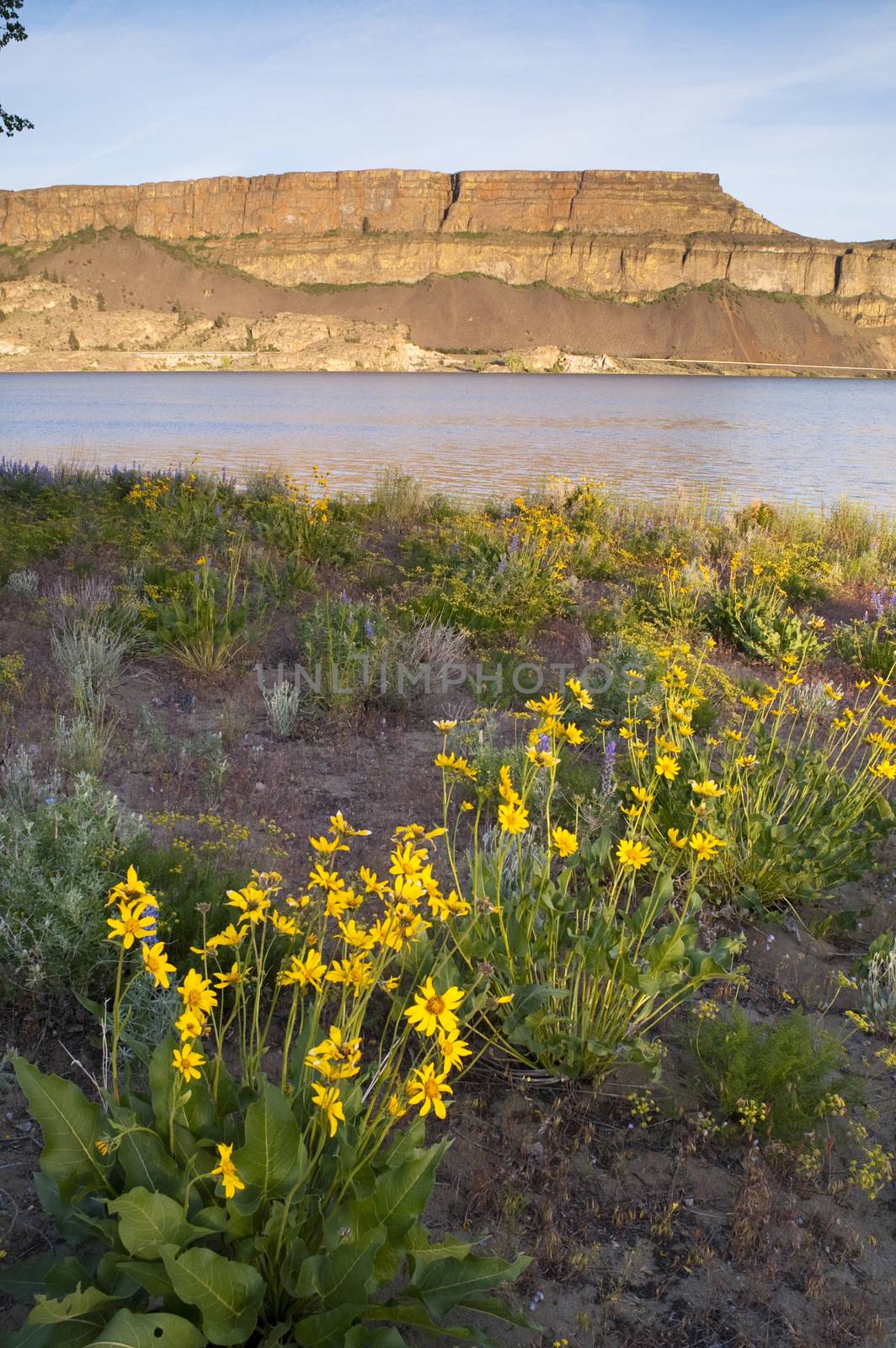 Flowers somehow grow out of the dry ground in Eastern Washington