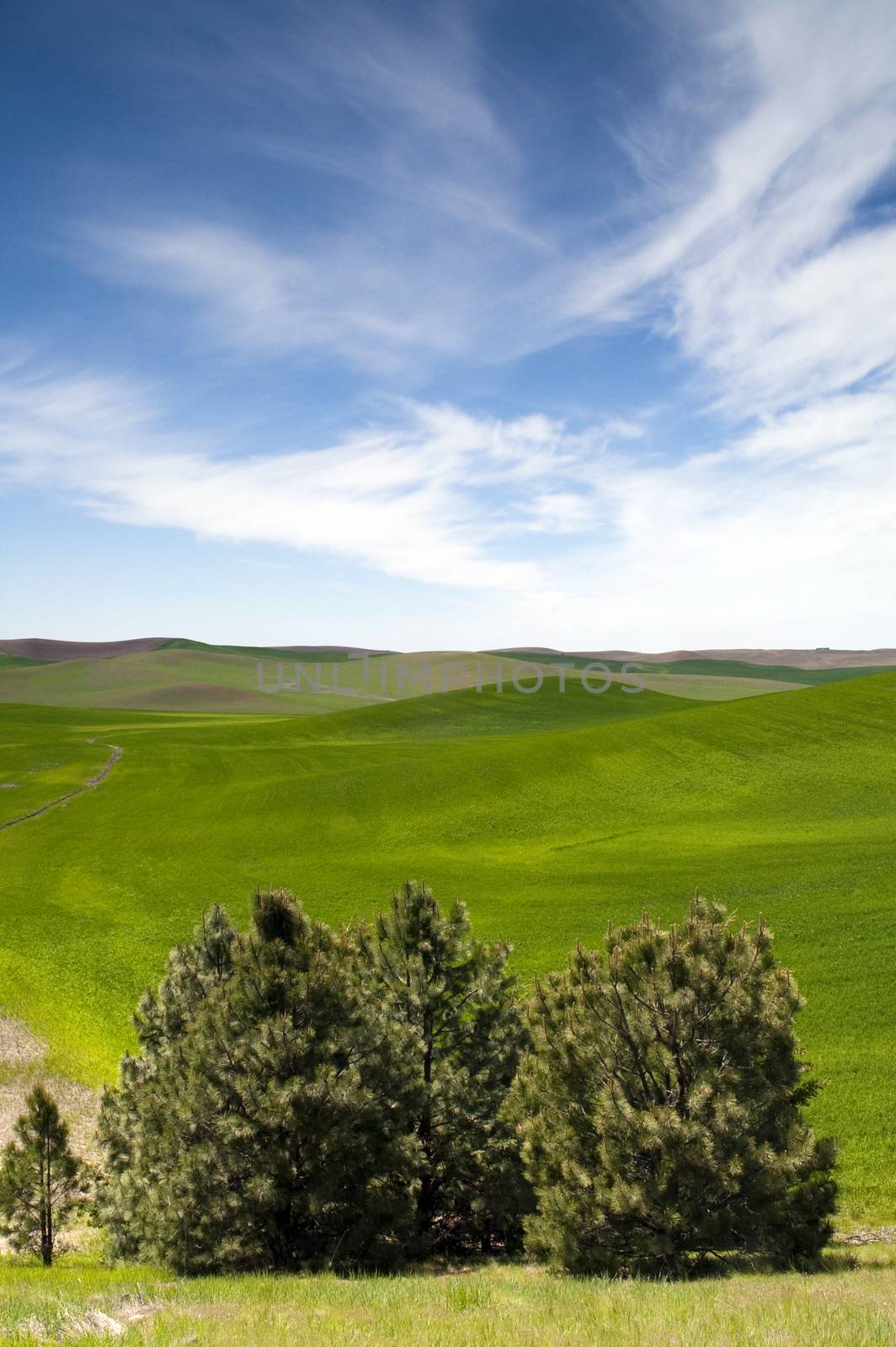 Food Growing Under Blue Sky Farm Field Palouse Country by ChrisBoswell