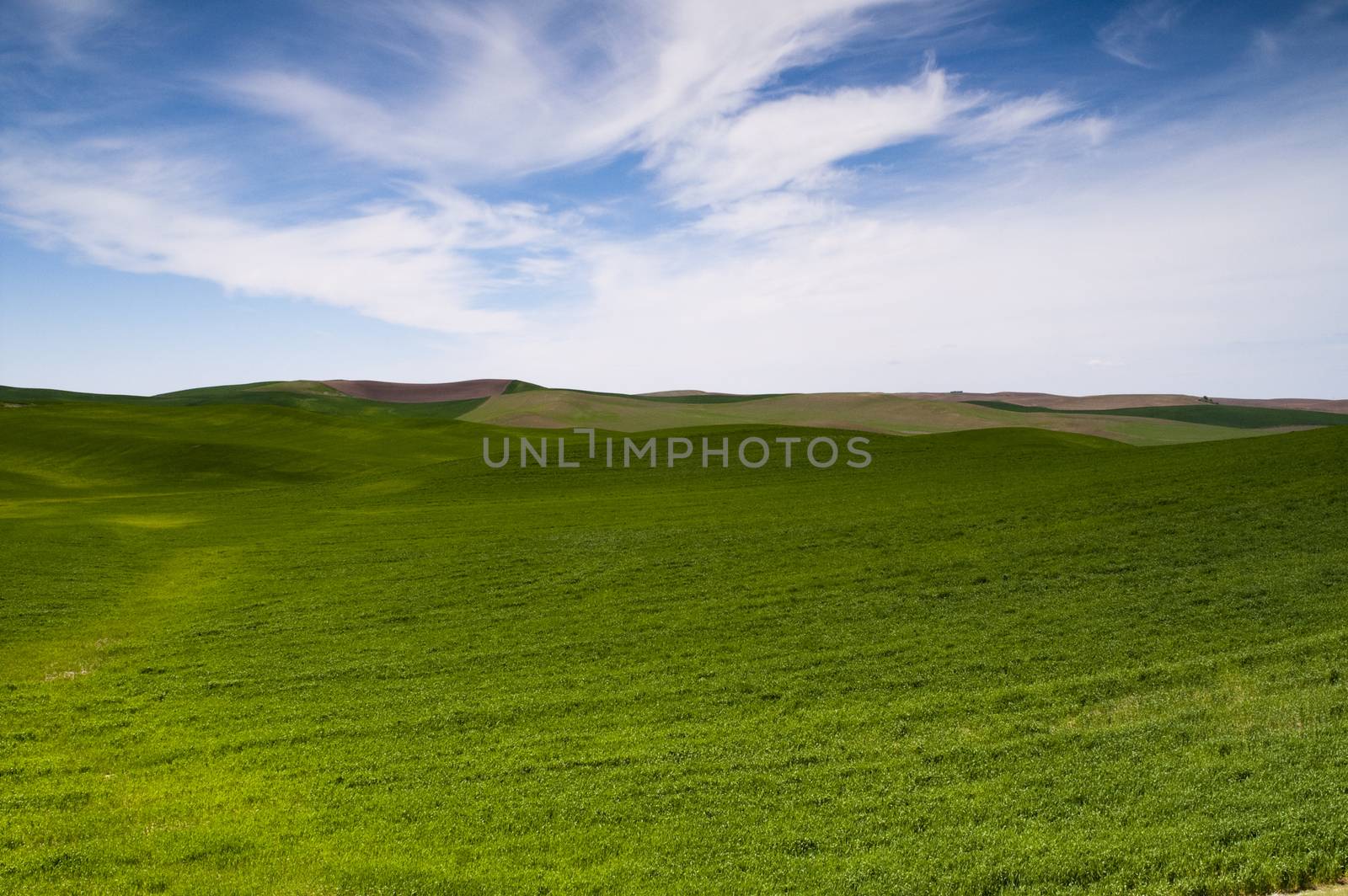 Food Growing Under Blue Sky Farm Field Palouse Country   by ChrisBoswell