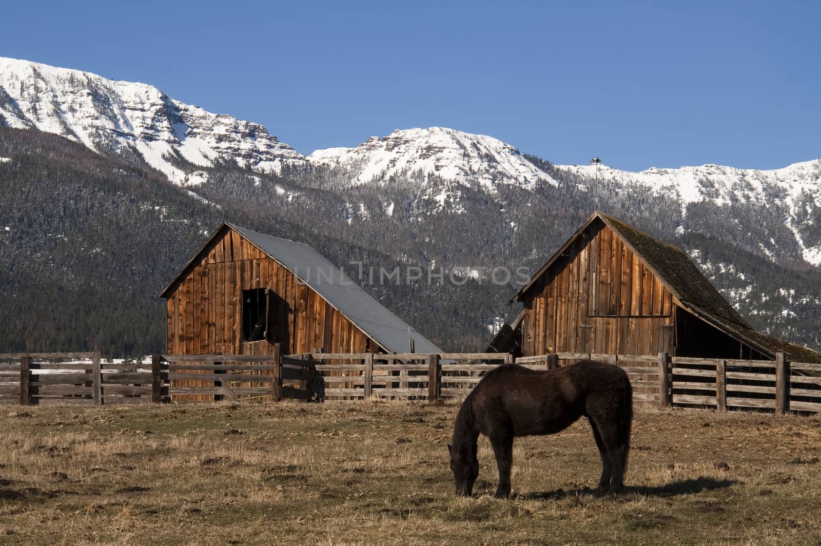 A lone horse grazes near barn in early morning on the ranch