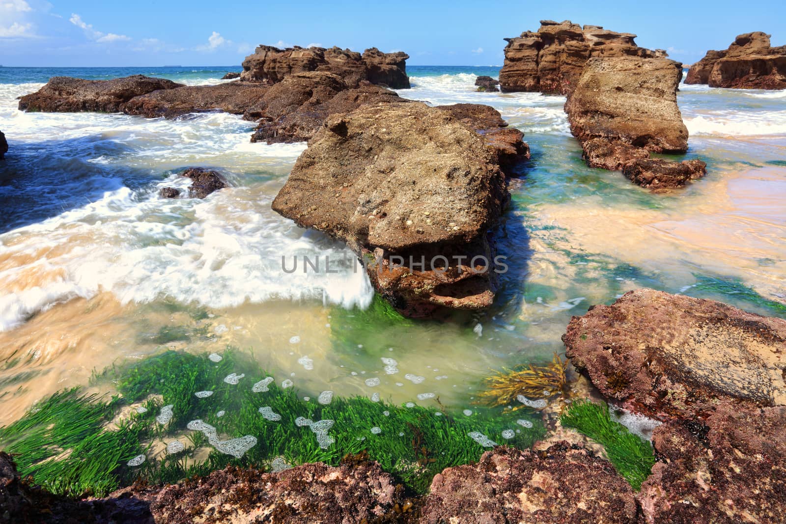 Seagrass plants growing in the sand among the rocks at low tide.  They provide food for green sea turtles, crustacieans, fish and shellfish populations.  Seagrasses rank with coral reefs and mangroves as productive coastal habitats and strong linkages among these habitats make the loss of seagrasses a contributing factor in the degradation of the world���s oceans.

