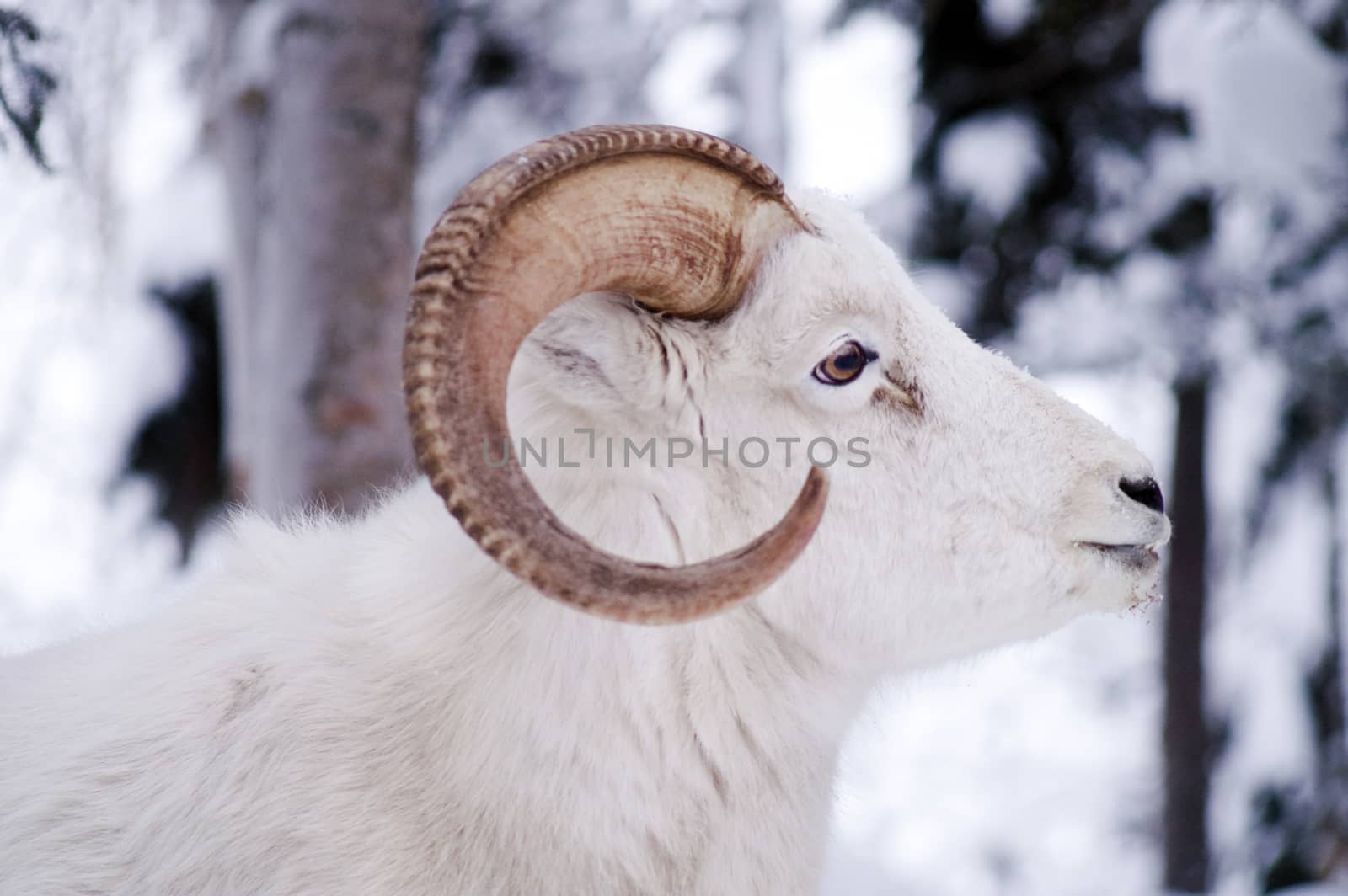 Resting Dall Sheep lays in the fresh snow