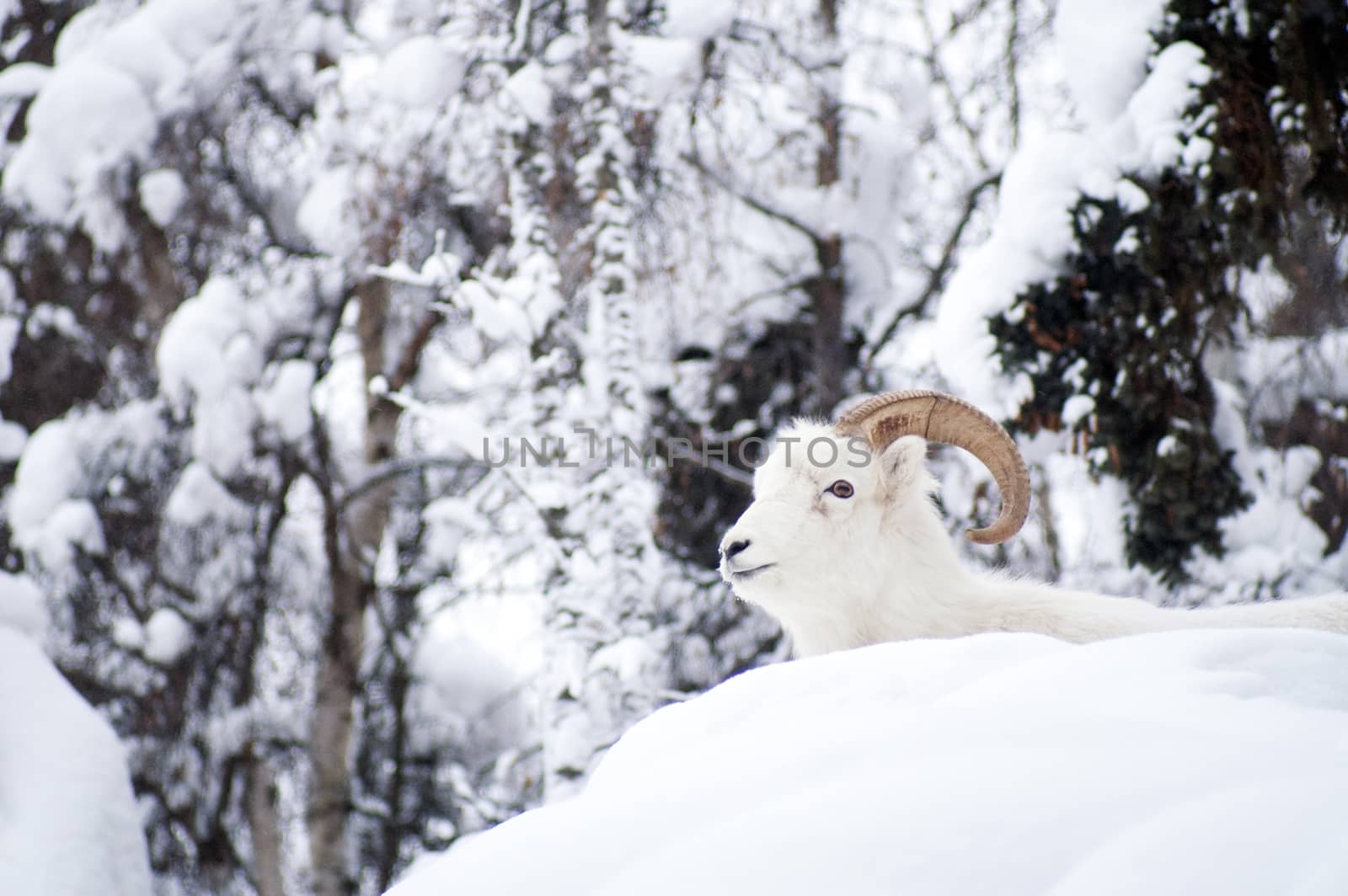 Alaska Native Animal Wildlife Dall Sheep Resting Laying Fresh Snow by ChrisBoswell