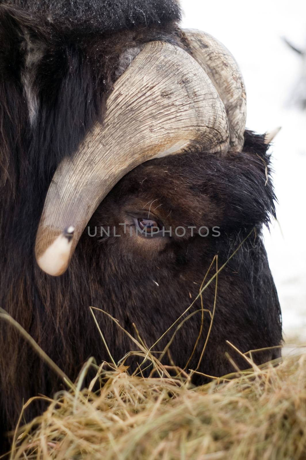 A male Musk Ox gets his fill of feed