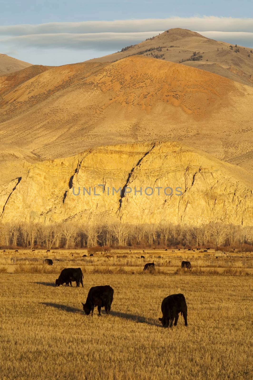 Ranch Landscape livestock grazing near western mountain range