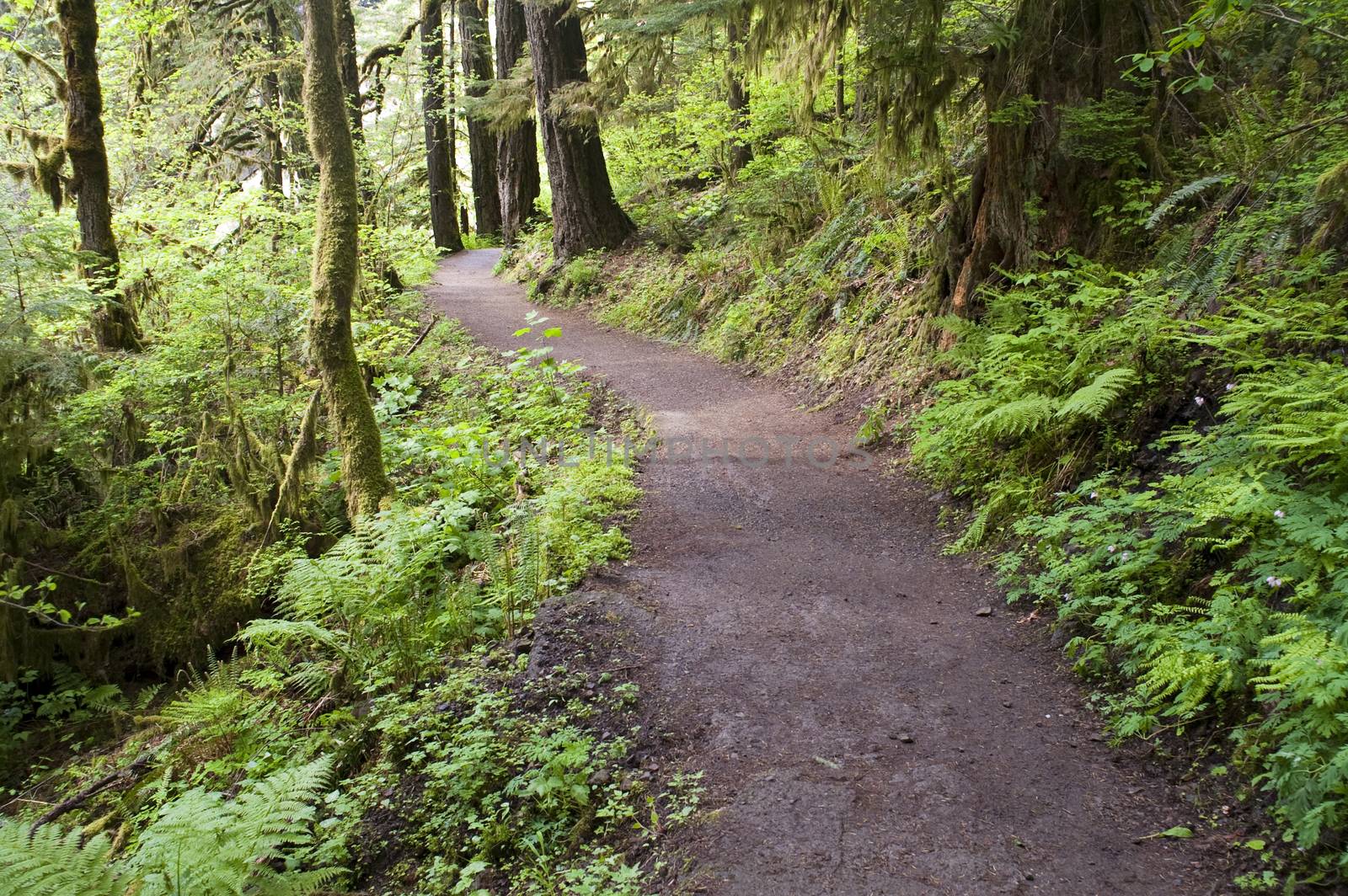 Trail to Punch Bowl Falls Oregon Forest Northwest by ChrisBoswell