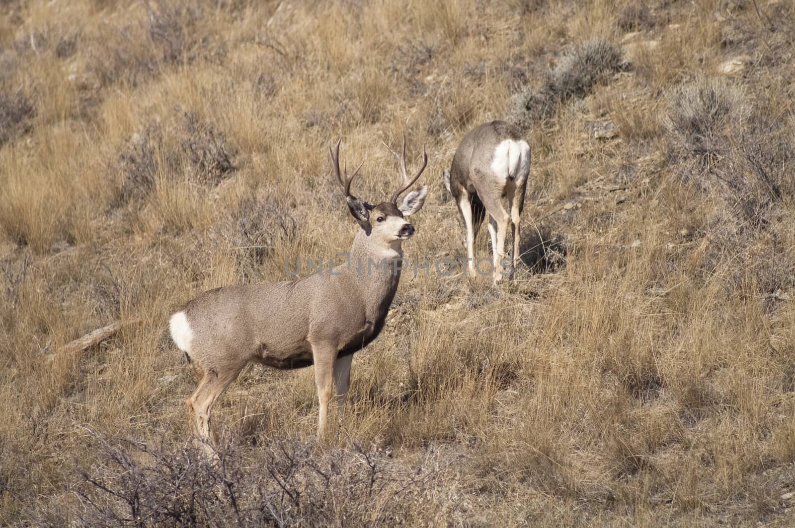 Wyoming wildlife meanders along grazing for food