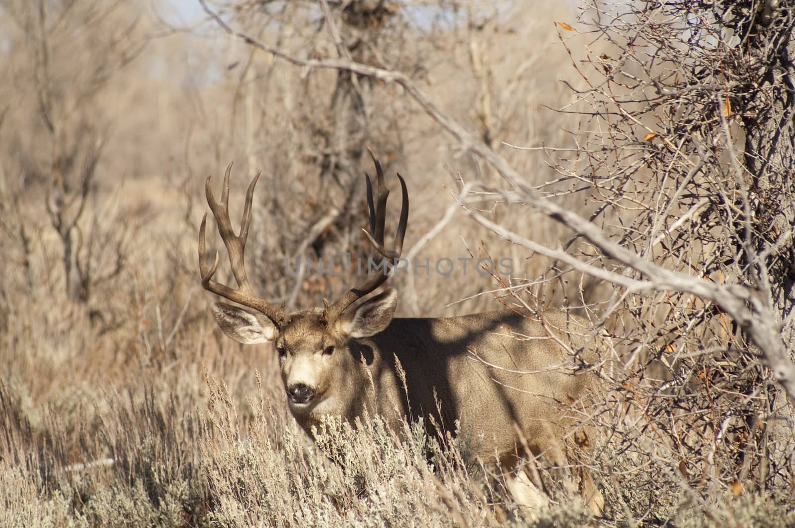 Mule Deer Buck Looks Protecting Family Winter Grassland Wildlife by ChrisBoswell