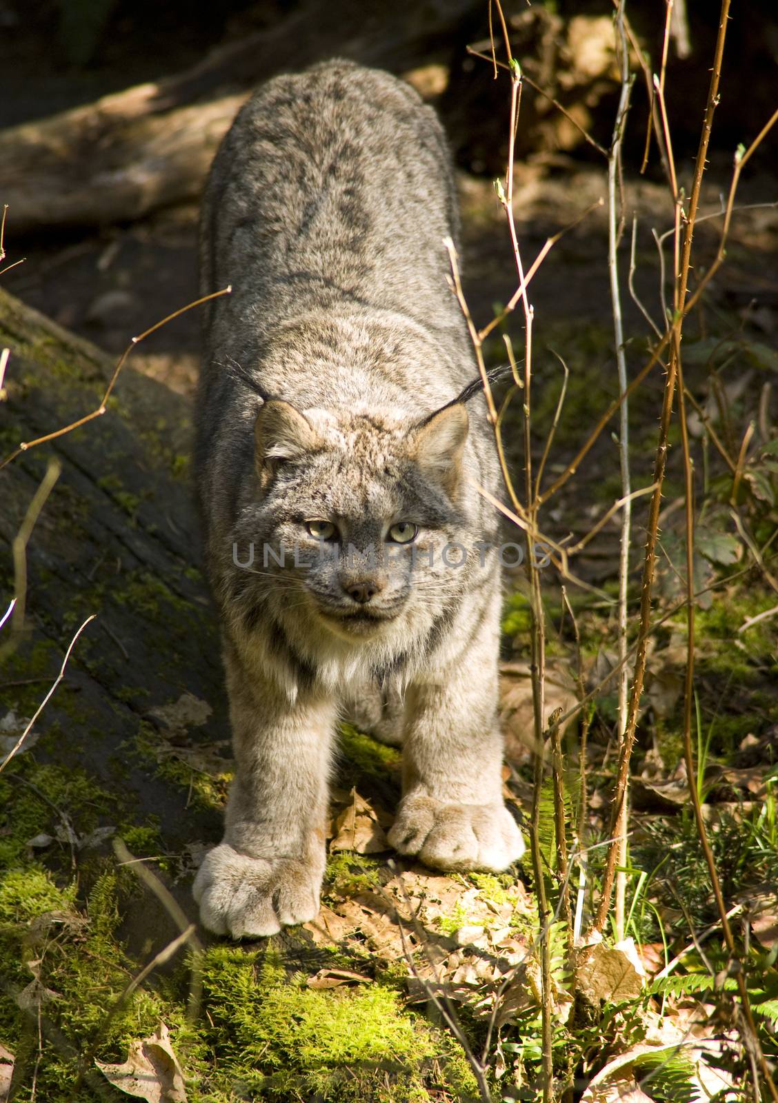 Bobcat by ChrisBoswell