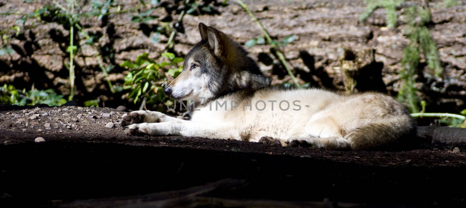 Laying Wolf by ChrisBoswell
