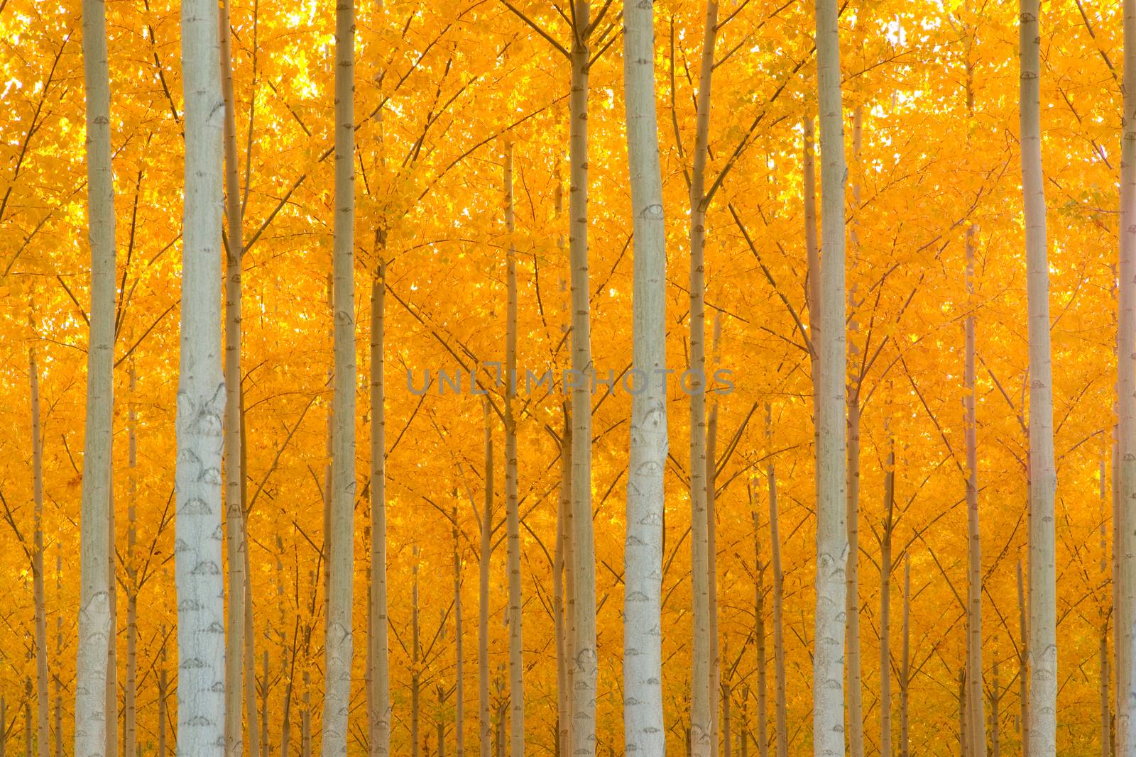 A stand of trees begins to weather the fall cold 