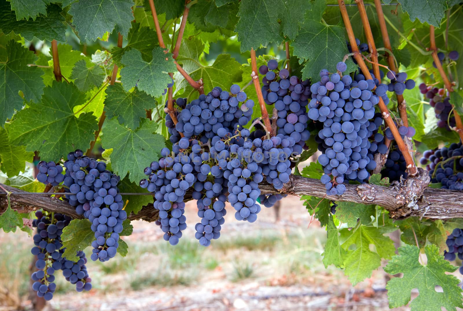 Amazing succulent Grapes on the Vine just before harvest