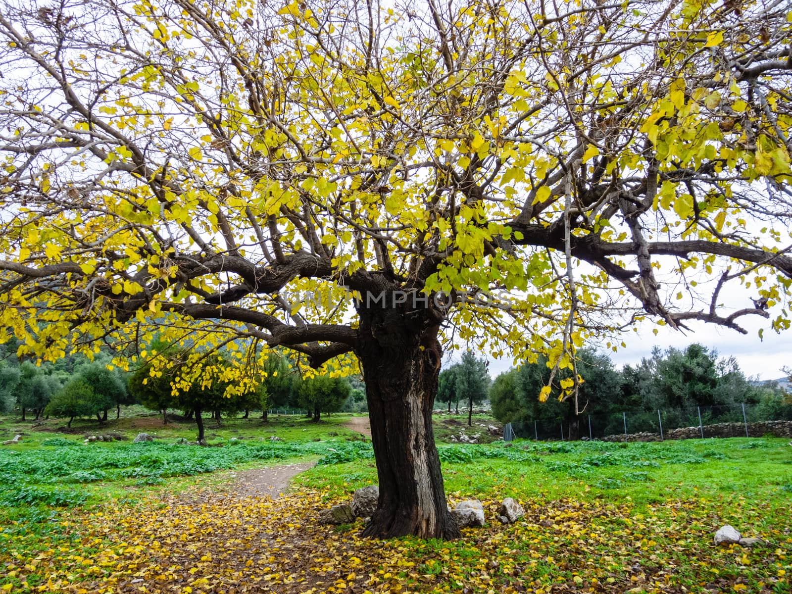 Autumn tree scene with yellow leaves