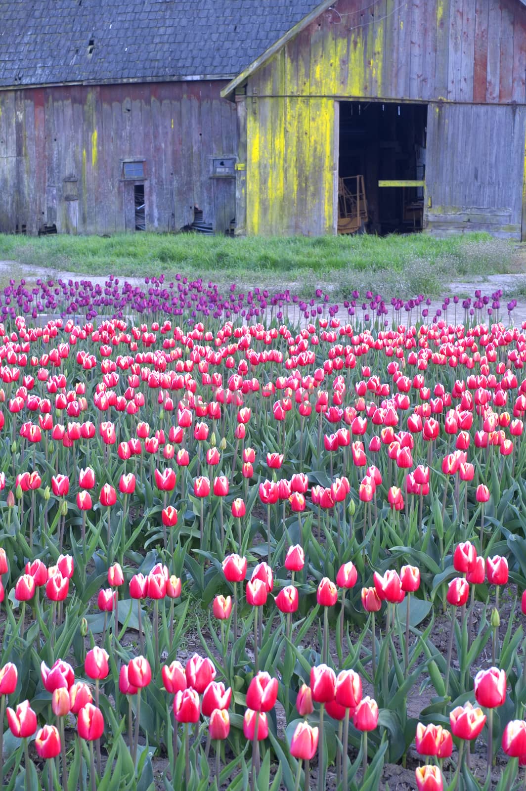 Tulip Farm Barn Scene Flower Field Skagit Valley Washington by ChrisBoswell