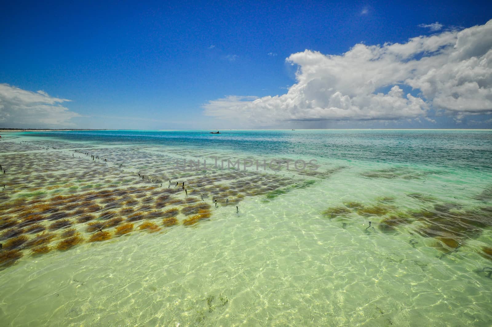 Zanzibar beach and coral rocks bule green ozean Tanzania