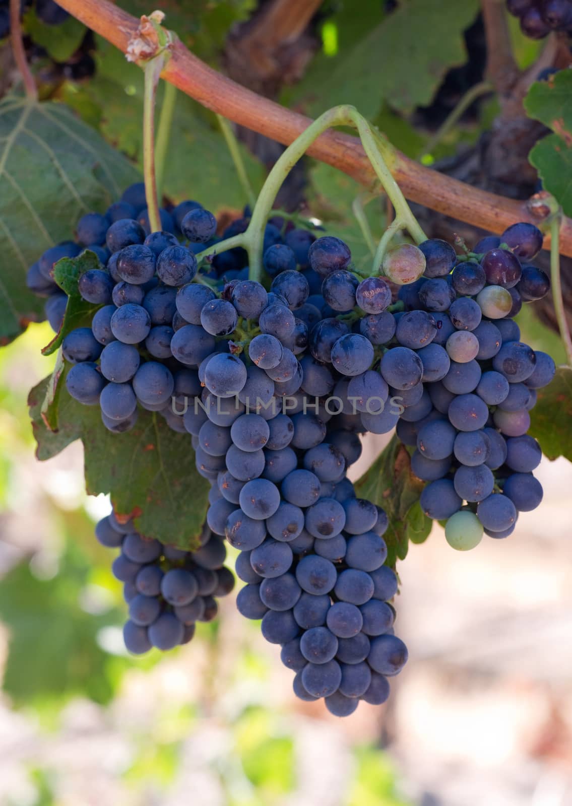 Amazing succulent Grapes on the Vine just before harvest